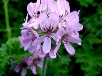 Pélargonium capitatum