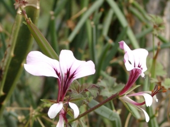 Pélargonium angulosum