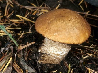 mũ boletus