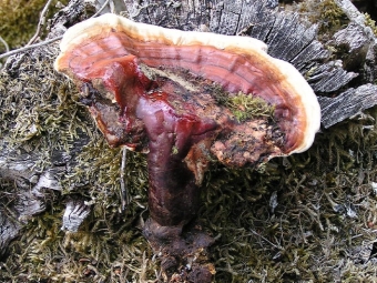 Reishi välimus