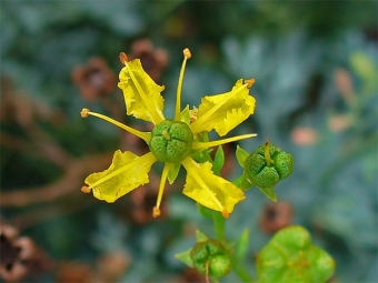 Geurige wijnruitbloem