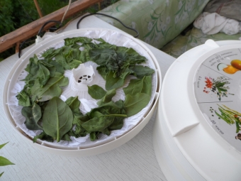 Làm khô rau bina trong máy sấy