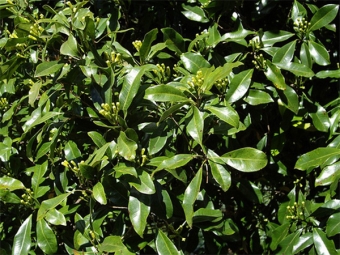 Syzygium geurig