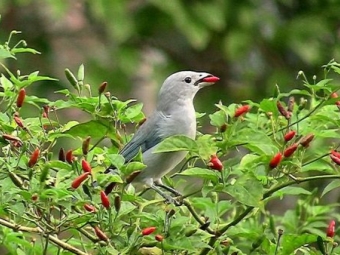 ớt malagueta
