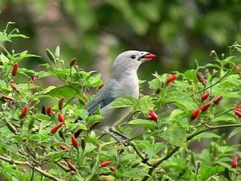 chili peper malagueta