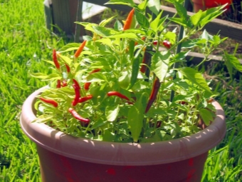 ớt piri piri
