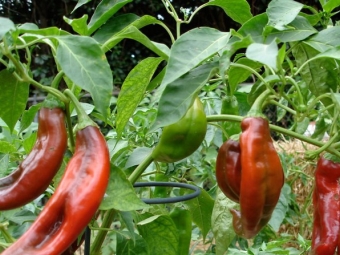 Chili plant met grote bladeren