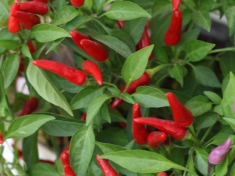 chili peper bladeren