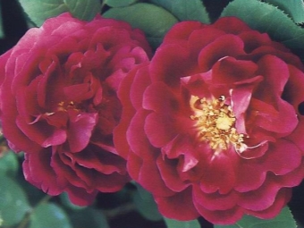 bourbon rozen