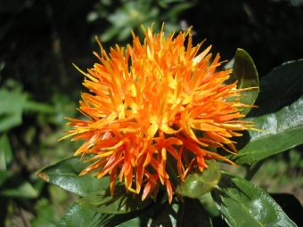 bunga safflower