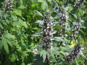 Blooming motherwort