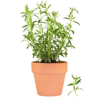 Tarragon trong một cái chậu