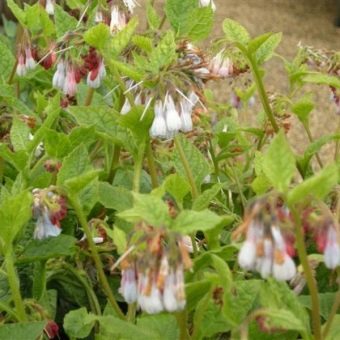 Comfrey Hidcote màu hồng, hồng