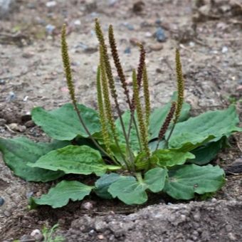 Feuilles et inflorescences de plantain