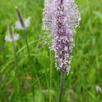 plantain en fleurs