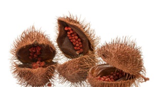 Annatto (Antato)