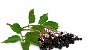 elderberry hitam