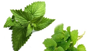 Apakah perbezaan antara pudina dan lemon balm?