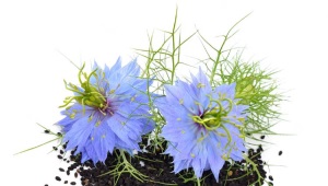 Zwarte komijn (nigella, nigella, kalindzhi)