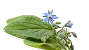 Rumput timun (borage, borage)