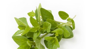 Oregano (oregano, emaplaat)