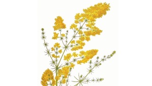 Bedstraw (gal)