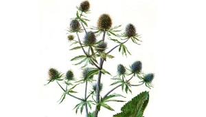 eryngium (ringium)