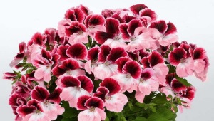 Pelargonia 