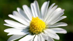 Grote meerjarige tuinmadeliefjes