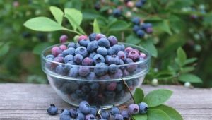 Blueberry Liberty: opis odmiany i opinia letnich mieszkańców