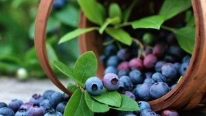 Blueberry Patriot: bessenkenmerken en groeitips