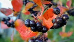 Aronia: uprawa i aplikacja