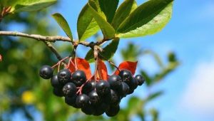 Aronia: skład chemiczny, zastosowanie i przeciwwskazania