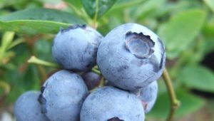 Blueberry Bluegold: charakterystyka jagód i zalecenia dotyczące uprawy 