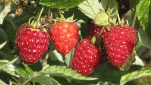 Raspberry Kirzhach: wat is deze variëteit en wat zijn de voordelen?