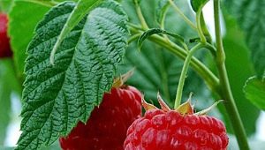 Raspberry Meteor: onderscheidende kenmerken en plantregels