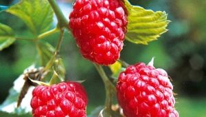 Raspberry Tarusa: raskenmerken, zaailingen en planten