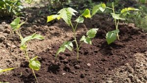 Raspberry-voortplanting: methoden en hun kenmerken