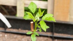 Raspberry Care in Spring: een beginnershandleiding