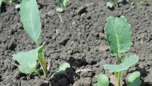 Wanneer broccoli voor zaailingen planten en hoe het correct te laten groeien?