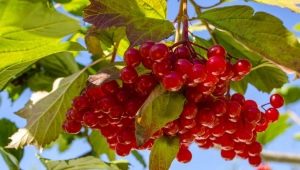 Regels voor het gebruik van viburnum tegen druk