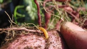 Hoe aardappelen van draadworm te verwerken voor het planten?