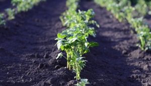 Hoeveel dagen na het planten ontkiemen aardappelen en waar hangt het van af?