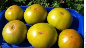 Kenmerken en plantvariëteiten van tomaten malachiet doos