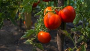 Charakterystyka pomidora Niedźwiedź końsko-szpotawy