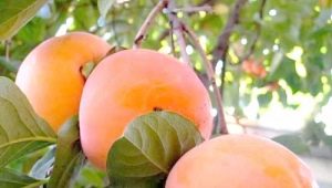 Persimmon Rossiyanka: rasbeschrijving en teeltregels