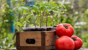 Hoe de grond voorbereiden op tomaten?