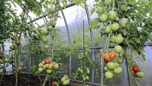 Hoe tomaten in een kas water te geven?