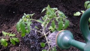 Hoe tomaten goed water te geven?