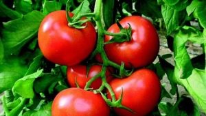 Hoe een tomaten Bogata-hut te laten groeien?